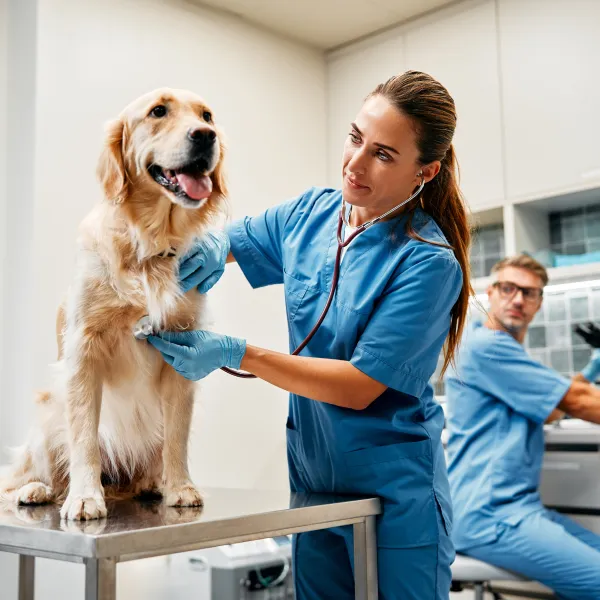 Mujer en traje de cirujano azul examina a un perro.