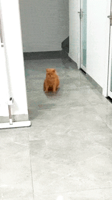 49.gif