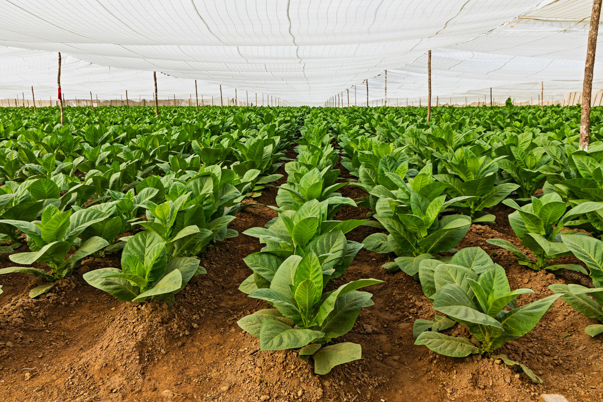 Ecuador Connecticut Shade