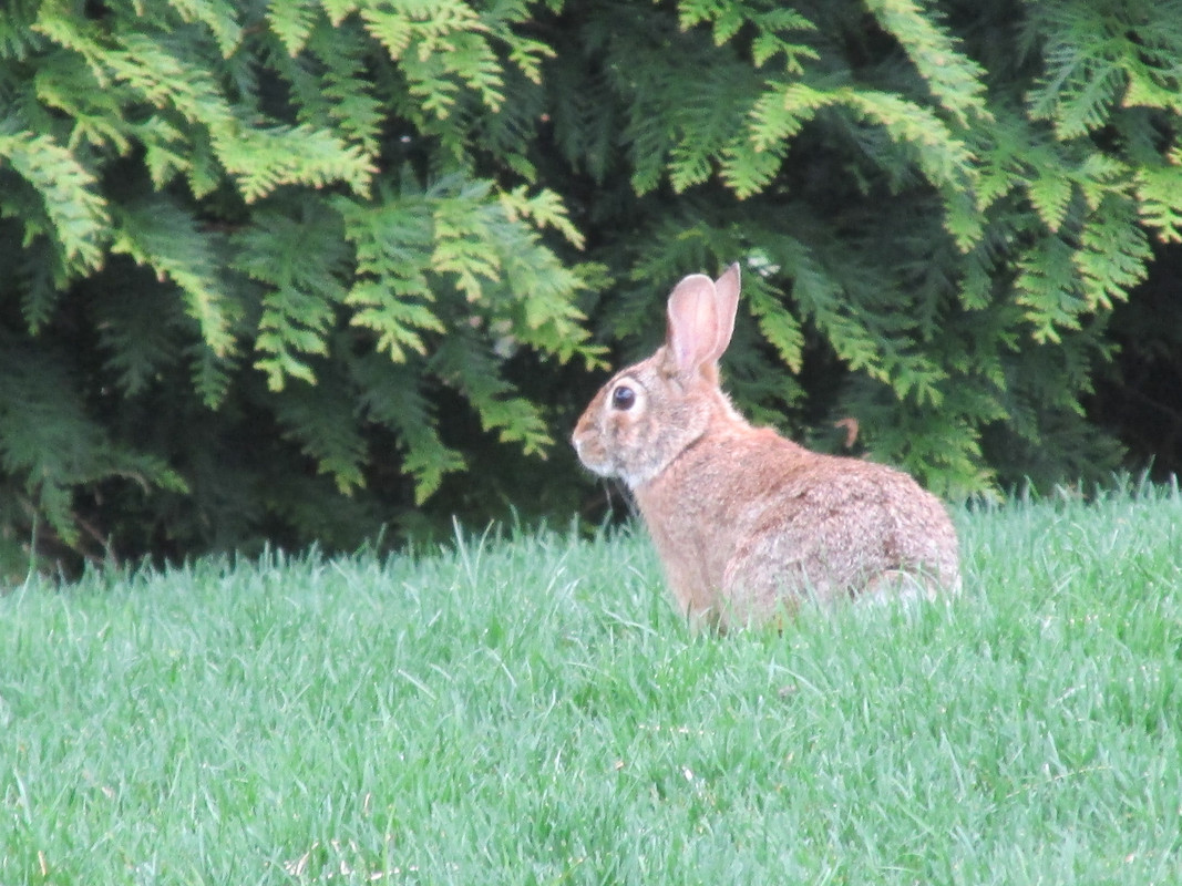 Lawn and Gardens 04.19.2019  (11)