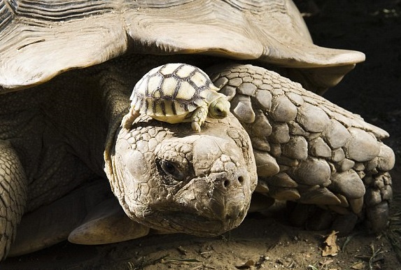 [Image: Turtle-mom.jpg]