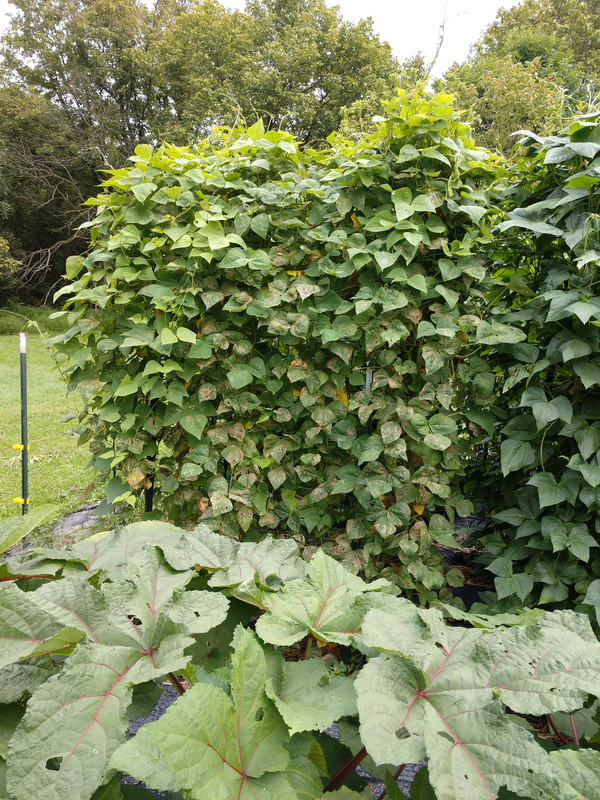 R34 Oaxacan Cream IMG_20200816_151146874