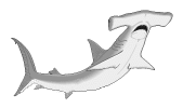 hammer head shark
