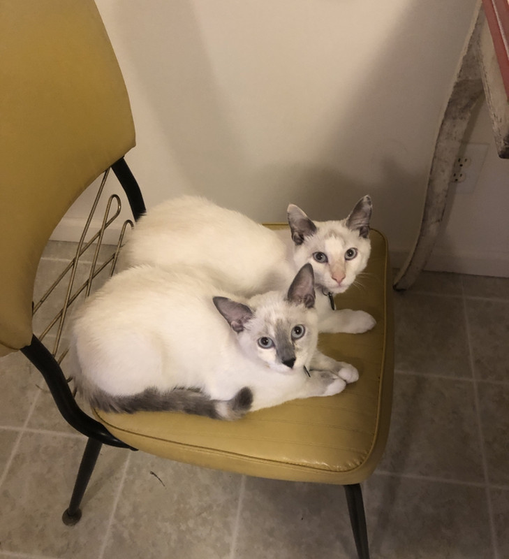 A38CC333-F218-4A21-BA04-170BFF0C63A3