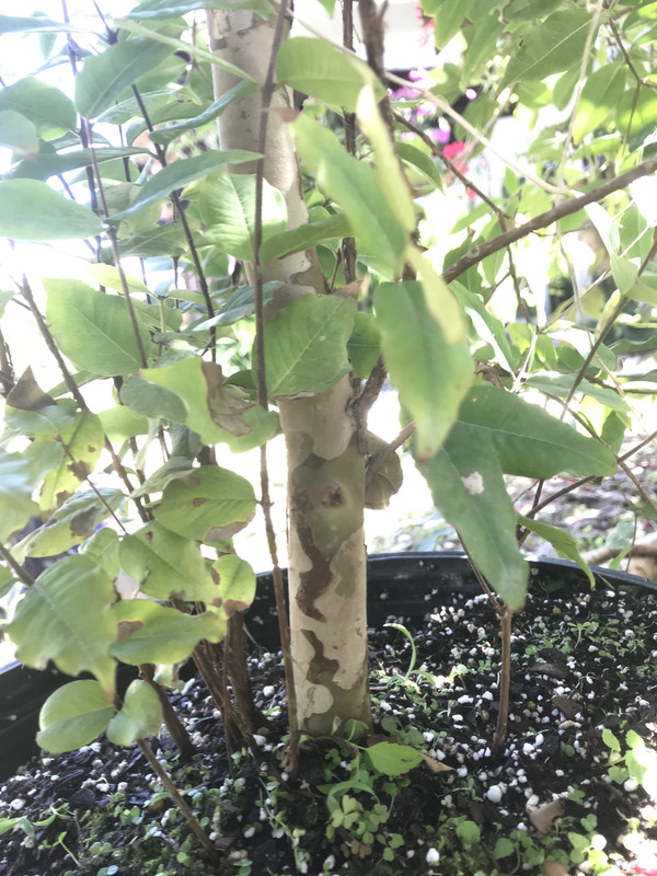 jaboredsprouts?22018