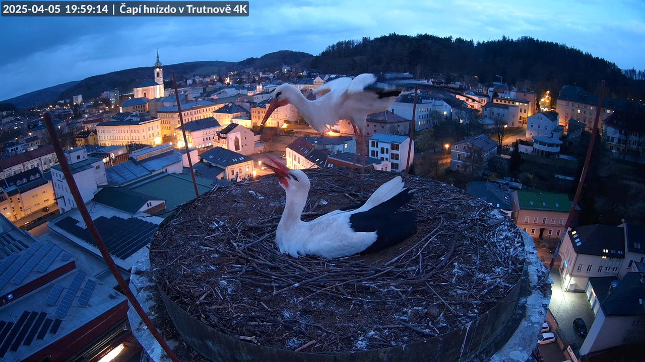 Tiešraidē no stārķa ligzdas uz alus darītavas skursteņa Trutnovā 13-38-4 screenshot