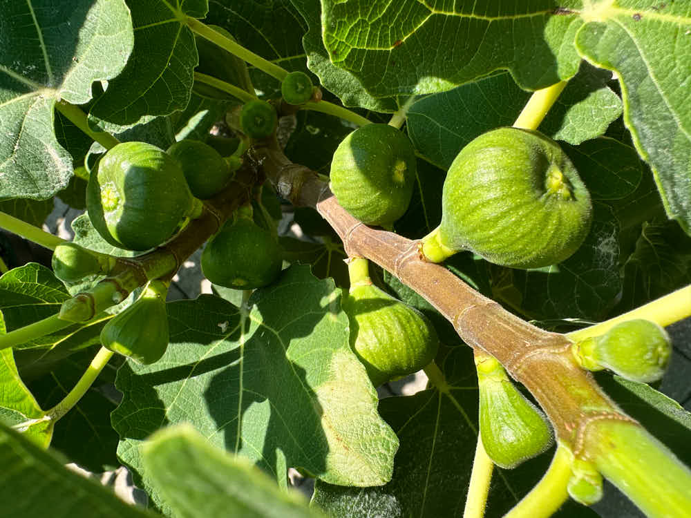 figs-19.jpg