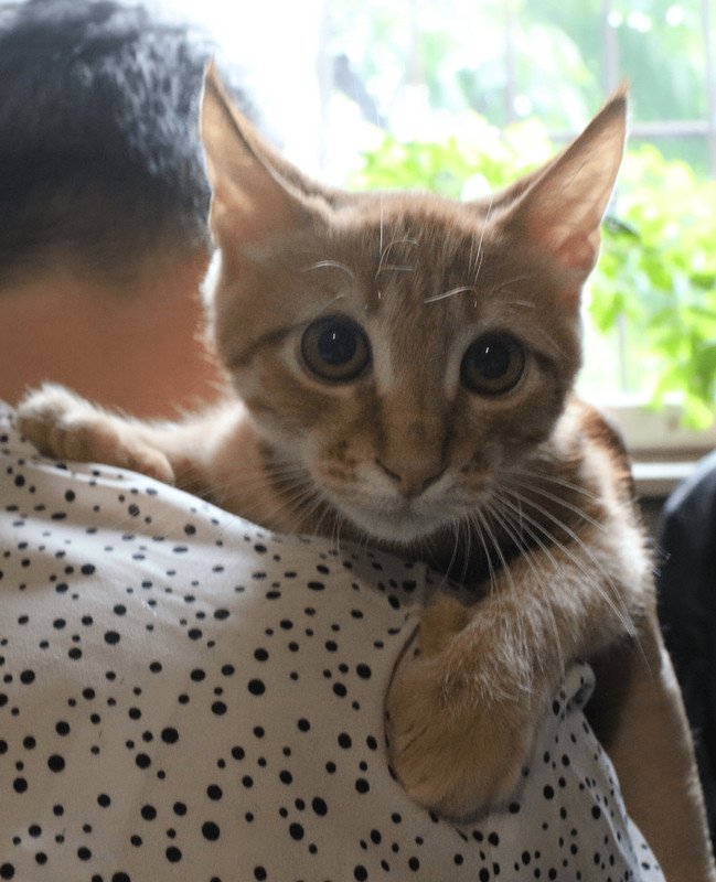 Сжатые для досок 2 (1) (1)