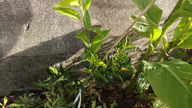 IMG20251117124454