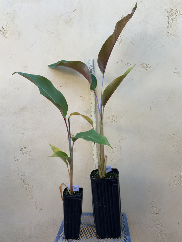 F772C88B-B6D4-4242-A5FB-FCEDDD96DC9E