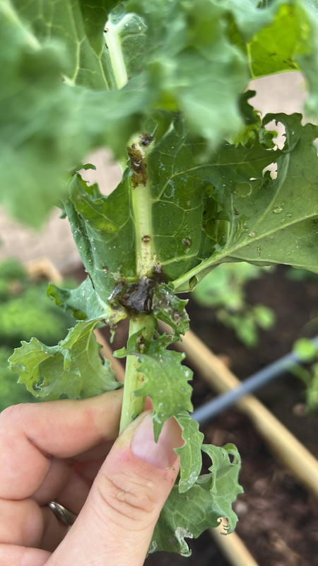 F55EB1B1-8B90-4373-8079-1F51AA5F9332