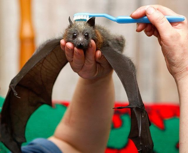 daily-picdump-336-55