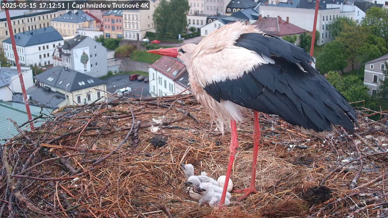 Živě z čapího hnízda na pivovarském komíně v Trutnově 14-10-56 screenshot