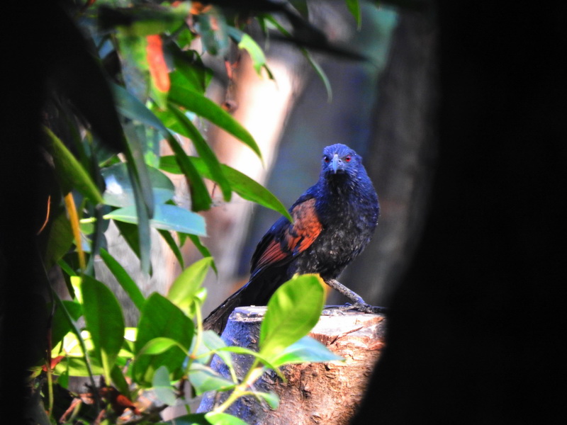 Яванская шпорцевая кукушка