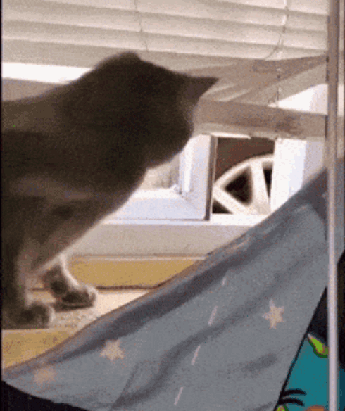 25.gif
