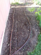 [Image: garden5.jpg]