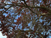 IMG-0736(1)-Copy