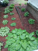 2023-04-28 [2] boxwoods