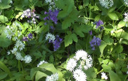 https://i.postimg.cc/06Kb16kr/Bluebells-and-Wid-Garlic.jpg