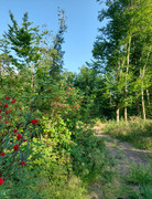Abendstimmung im Reinhardswald