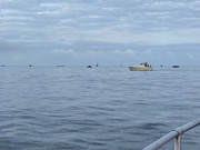 [Image: IMG-3358.jpg]