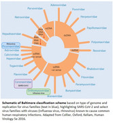 Baltimore classification of viruses_ schematics
