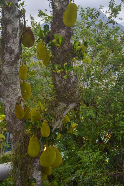 В джазе только девушки или аргентинско-бразильский калейдоскоп В джазе только девушки или аргентинско-бразильский калейдоскоп