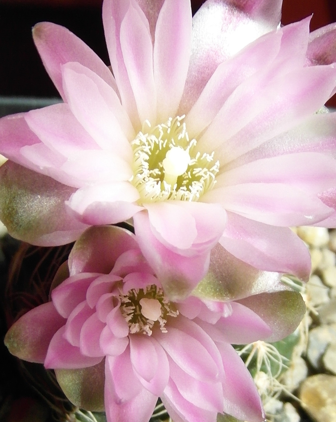 Gymnocalycium horstii ssp. buenekeri: Male or female? - CactiGuide.com
