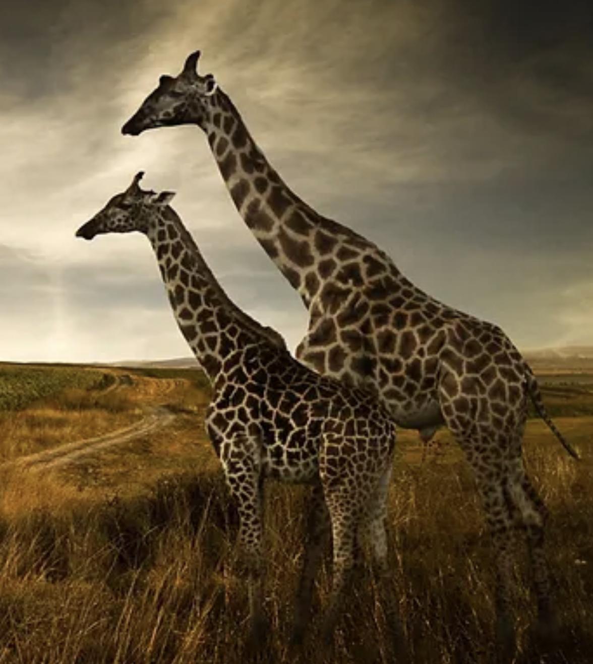 A private safari landscape in Southern and East Africa