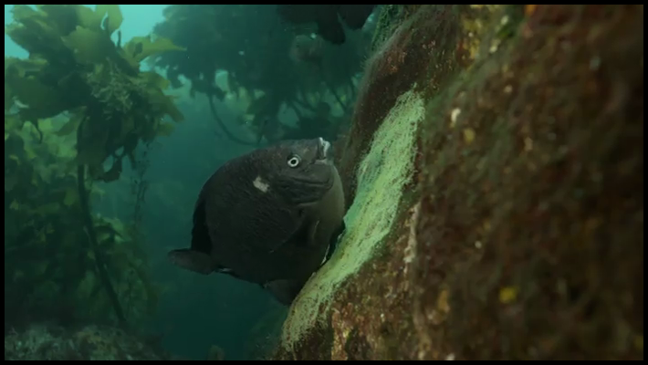 [Image: hqjk7k3j79sh.png]