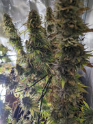 IMG_20250512_154617_082