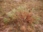 Teknival BG. 2017 (110)