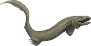 frilled shark