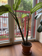 IMG-3487