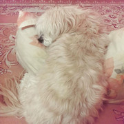 volghanhosseini (103)