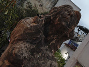 11.3.the cherub-rapture III