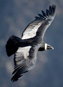 Condor