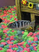 0159D8A3-2EBC-458C-B7E8-DA19BA01813F