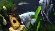 SP/ABC - Vendo casal de acarás bandeira pino azul (+/- 10cm) 20190320-180927