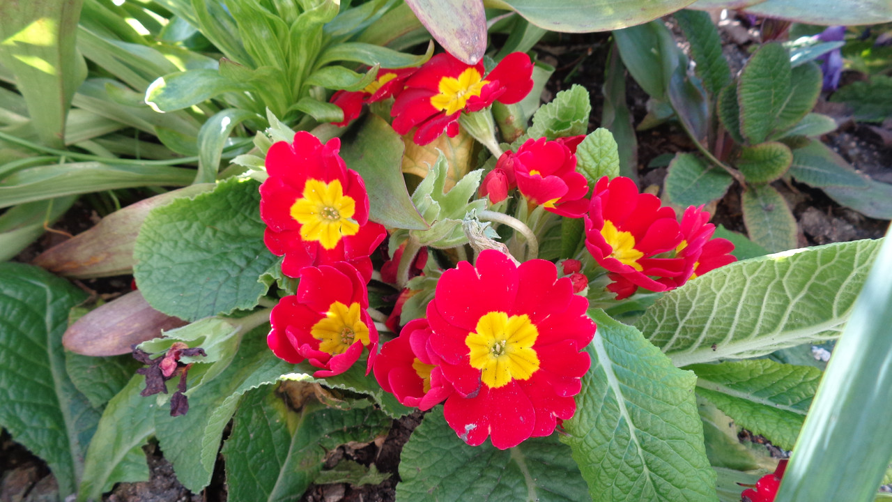 Иглика(Primula) - Page 122 - Форум HobbyKafe.com