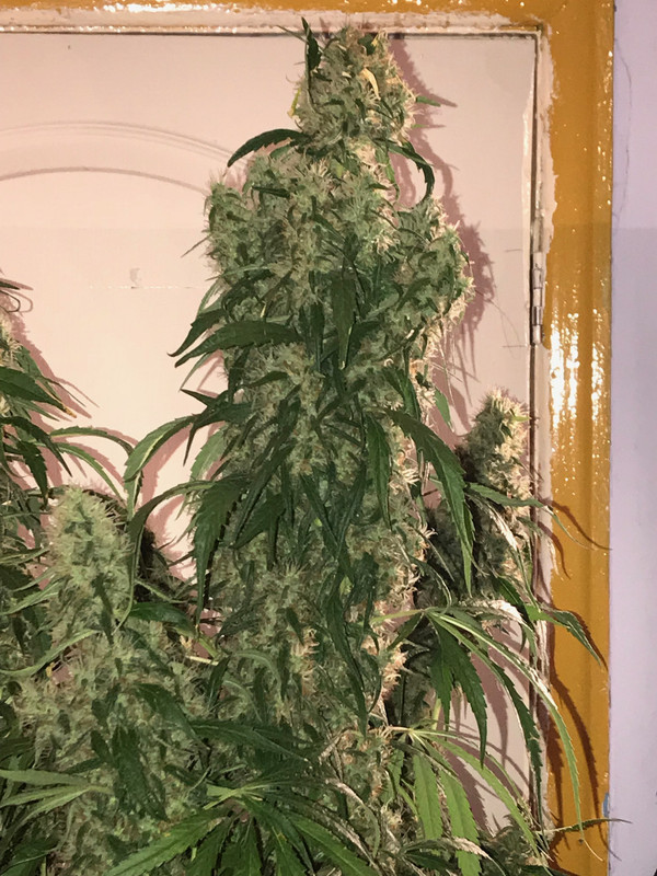 B7F413F1-A210-492E-8CE6-54B89582B272