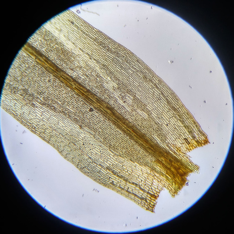 IMG 20250614 112447 HDR