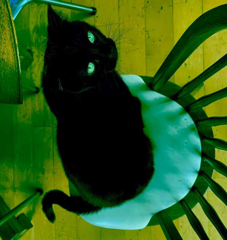 Cat sitting in chair looking up at camera