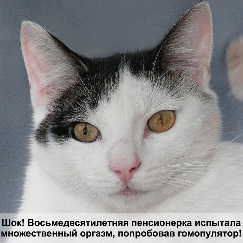 беременность у кошек