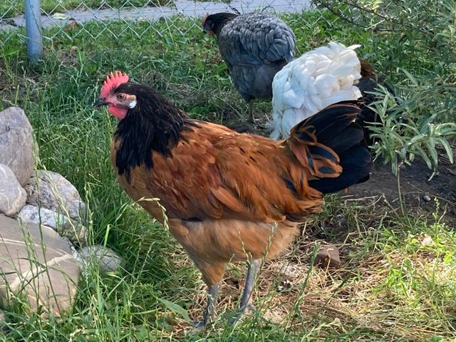 WhatsApp Image 2021-06-27 at 13.27.11