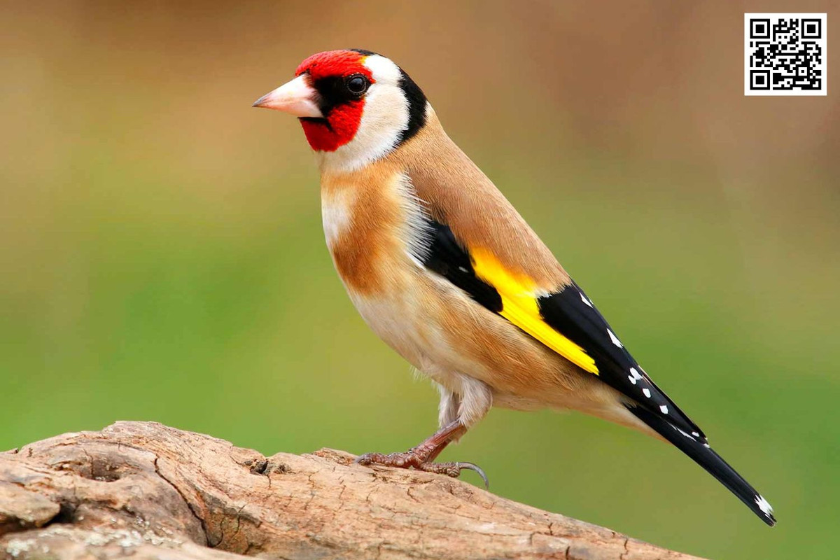 How to Provide Water Sources for Birds Year-Round?