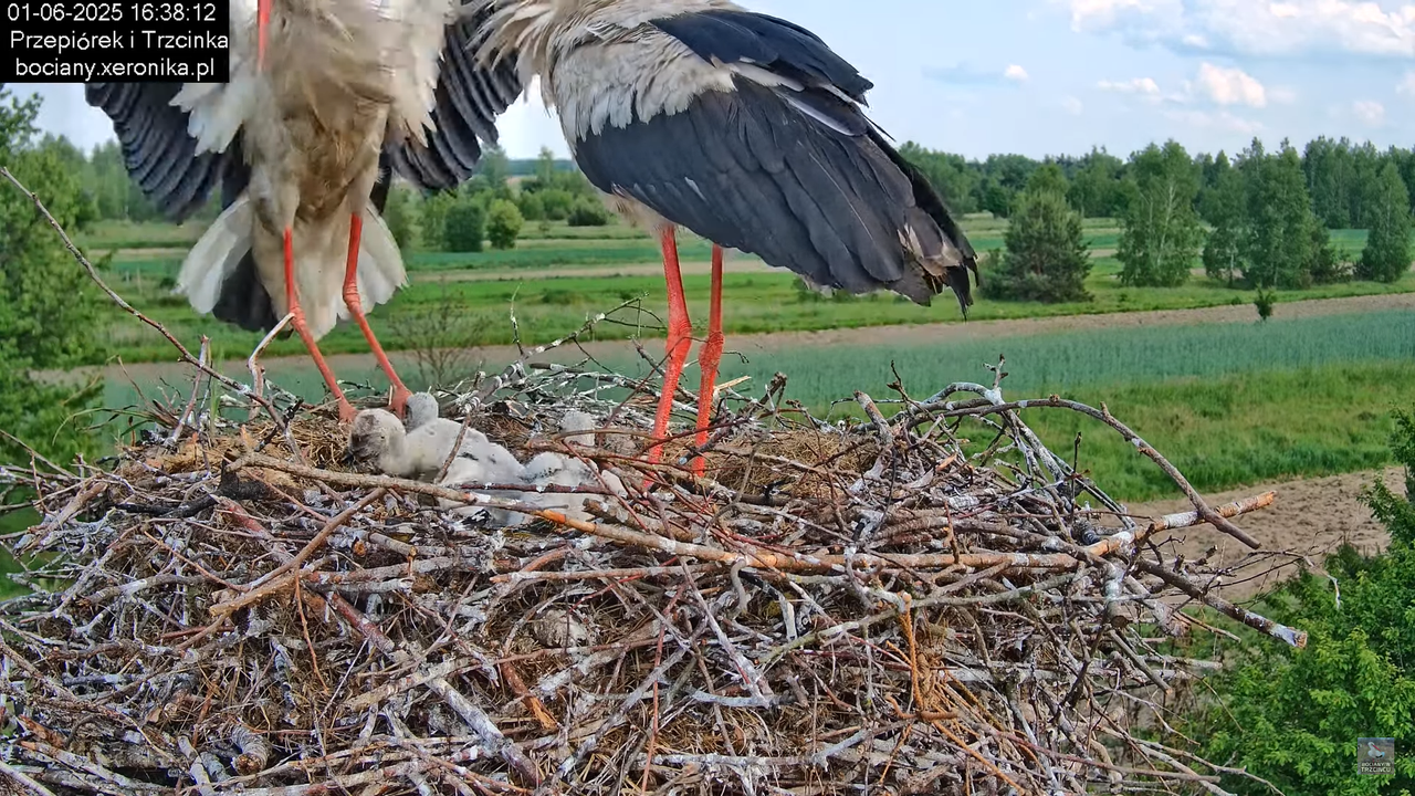 01062025bociany34