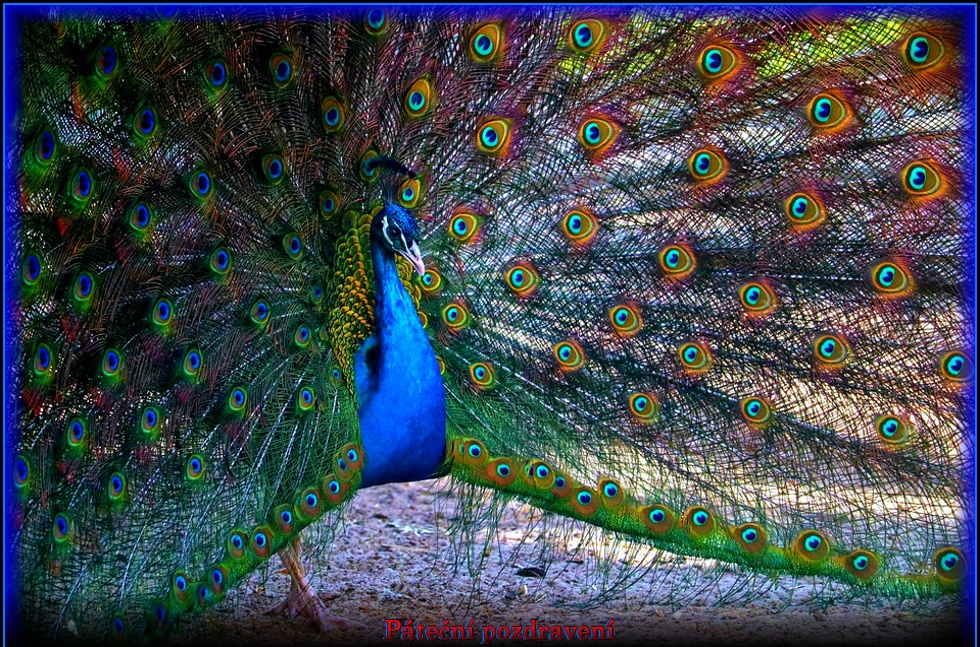 peacock-7906736-960-720.jpg