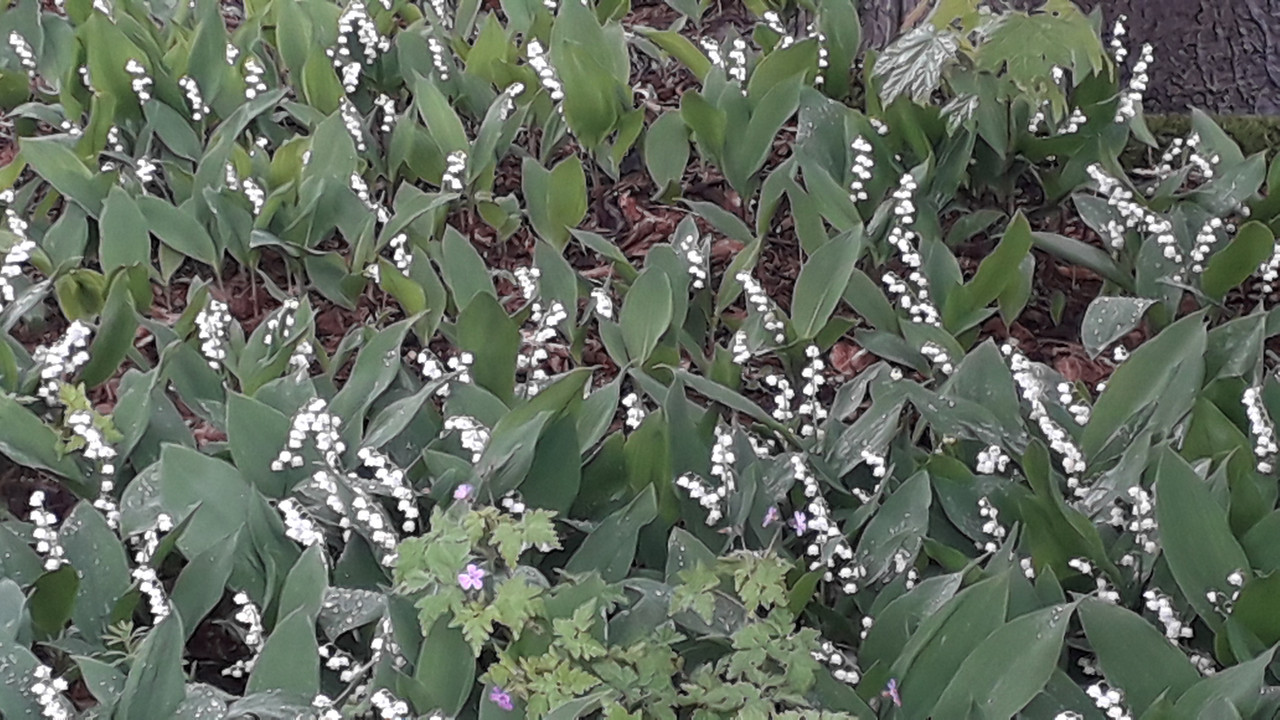 [Image: 20190502-144040.jpg]