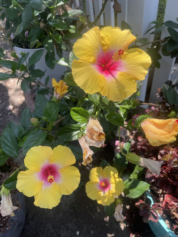 9C6202E5-0B98-487F-8E0E-DF5424DC5849_1_105_c